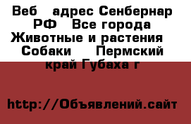 Веб – адрес Сенбернар.РФ - Все города Животные и растения » Собаки   . Пермский край,Губаха г.